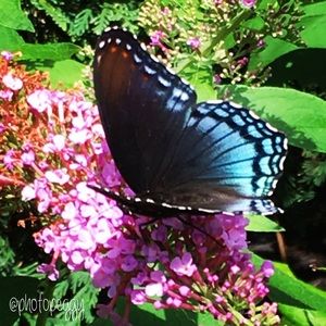 Meet your Posher, Peggy